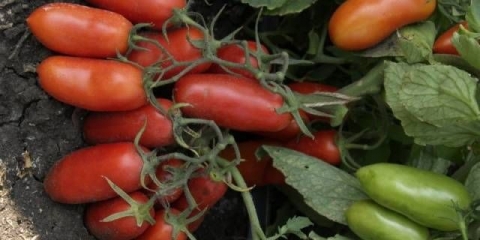 Paradajz guliver: recenzije, fotografije, prinos